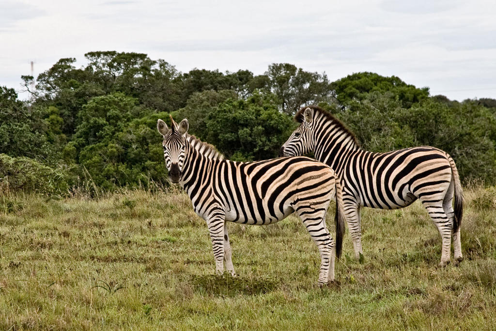 Bush Lodge - Amakhala Game Reserve Exterior photo
